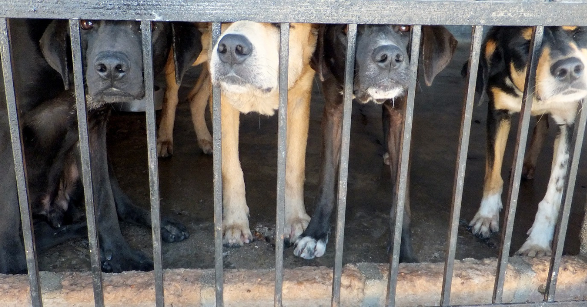 New NSW Rehoming Legislation Outlaws “Convenient” Killing of Shelter Animals