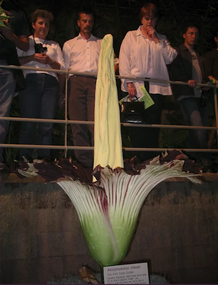 Titan Arum in full bloom.