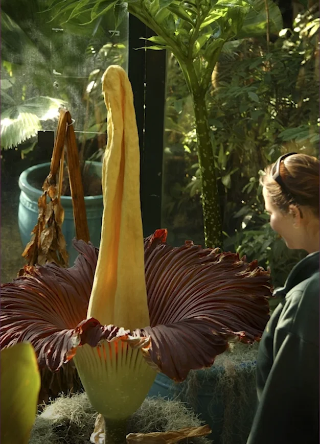 Titan Arum being admired by visitors.