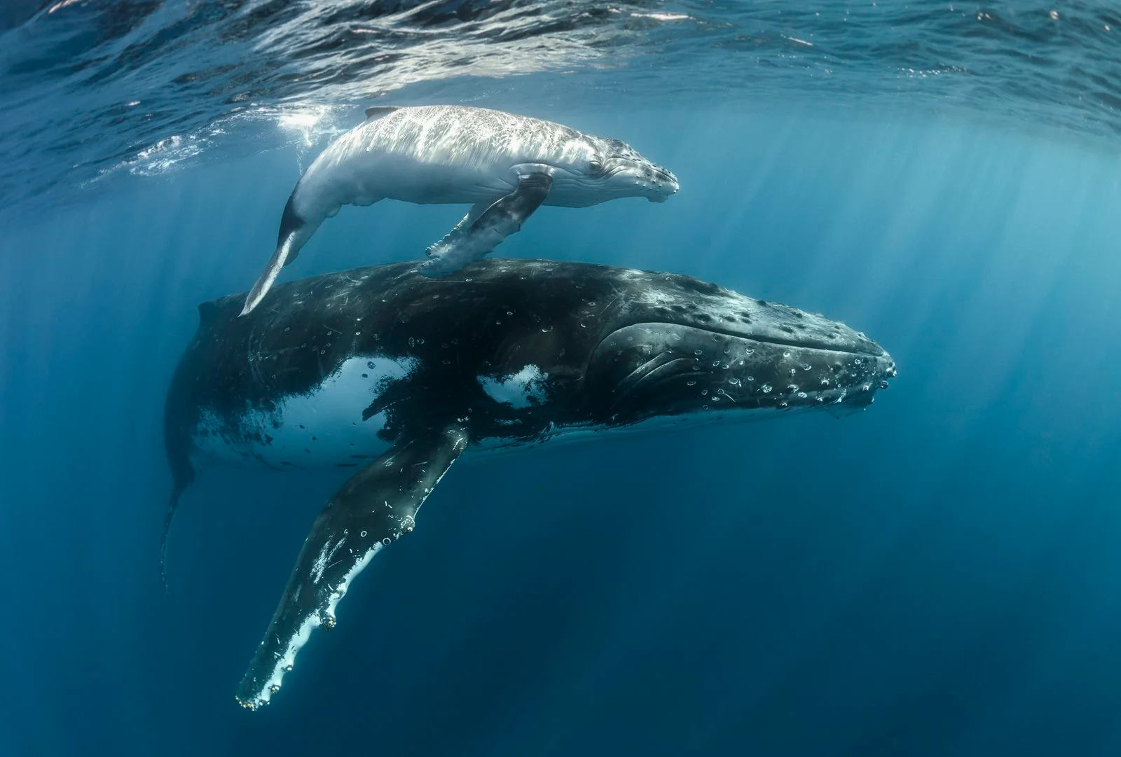 humpback whale